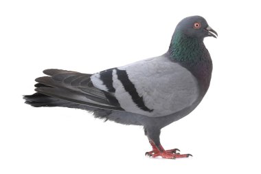 gri güvercin