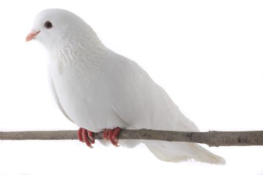Beyaz Güvercin