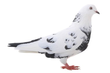 Beyaz Güvercin