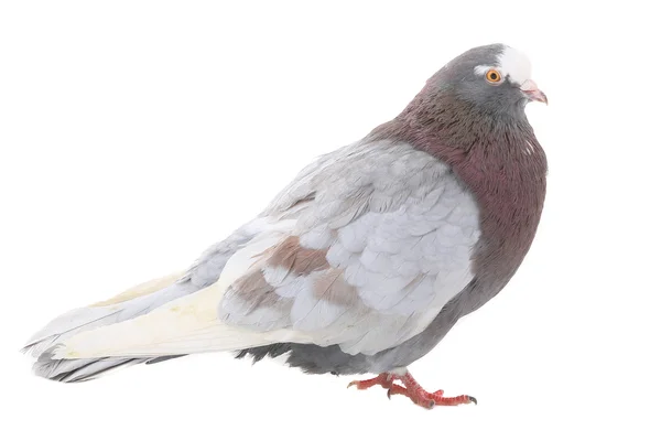 Gri güvercin — Stok fotoğraf
