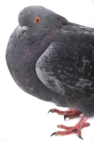 Close-up on dove — Stock Photo, Image