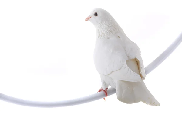 Beyaz Güvercin — Stok fotoğraf