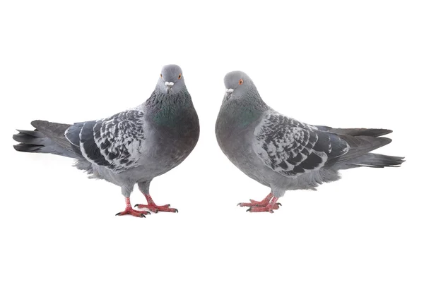 Две голубки — стоковое фото