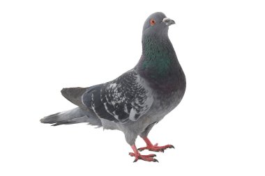 güvercin