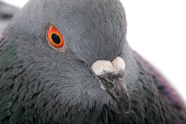 Retrato pomba cinzenta — Fotografia de Stock