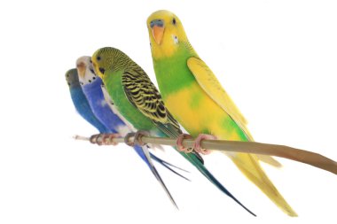 Budgerigars