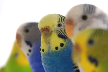 Budgerigars