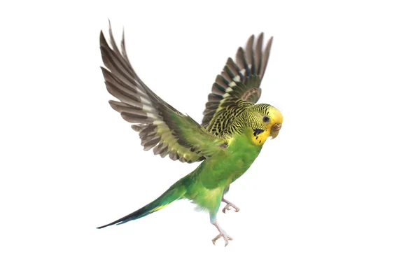 Budgerigar — Stockfoto