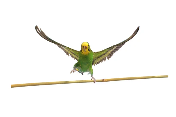 Budgie — Stock Photo, Image