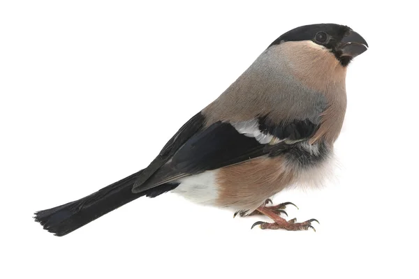 Bullfinch — Stock Photo, Image