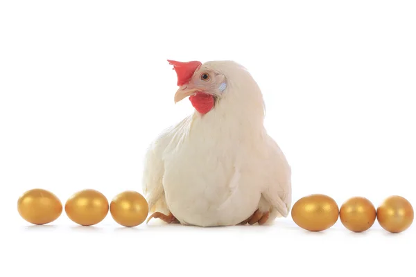 Hen sitting on golden eggs — Stock Photo, Image