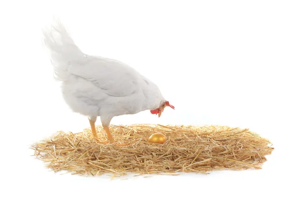 A galinha — Fotografia de Stock