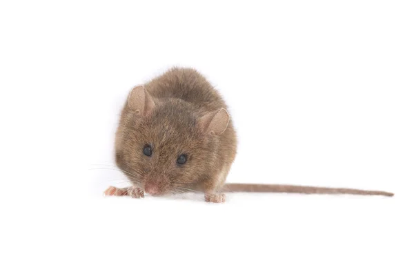 Pequeño ratón — Foto de Stock