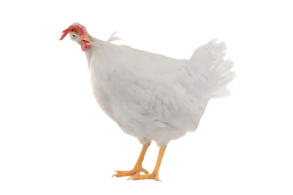 La gallina — Foto Stock
