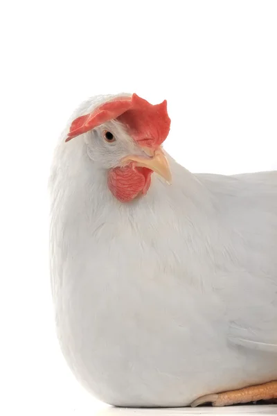 White hen — Stock Photo, Image