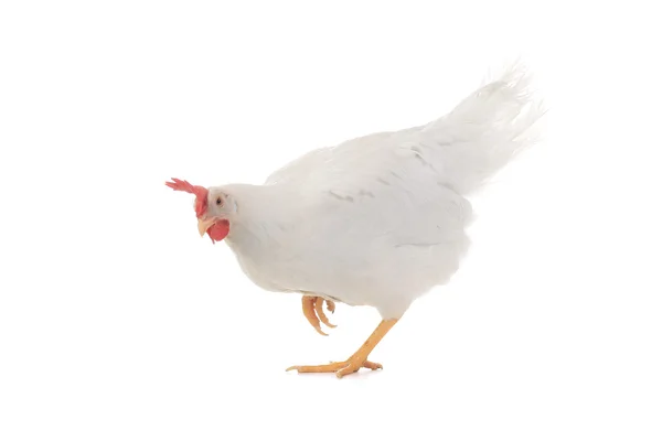 The hen — Stock Photo, Image