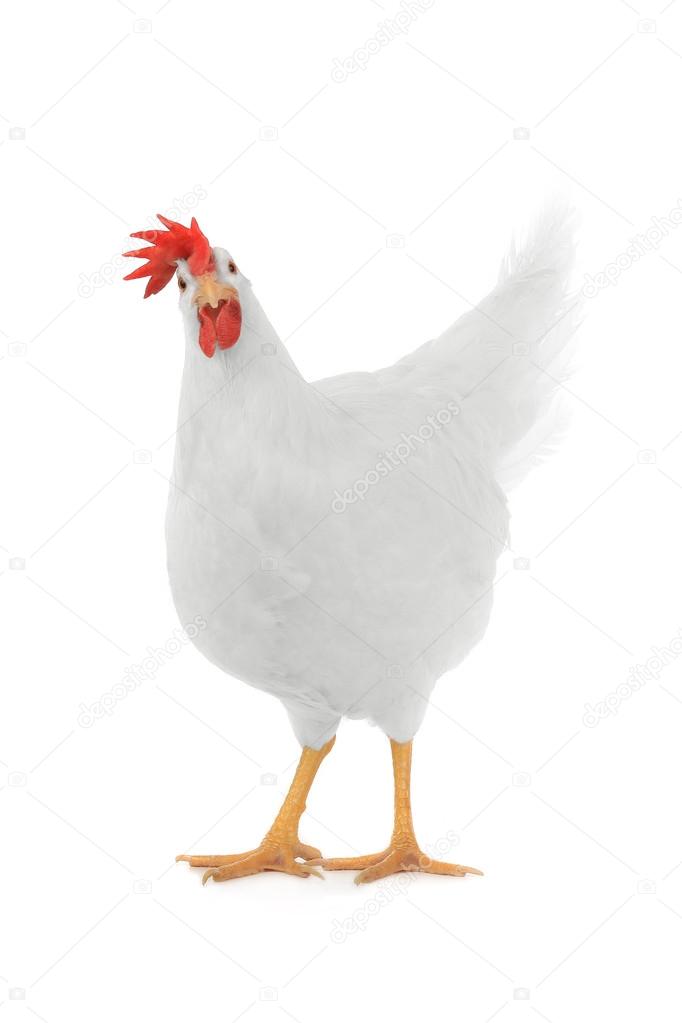 White hen ⬇ Stock Photo, Image by © bazil #41988105