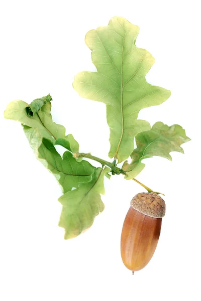 Acorn met groene bladeren — Stockfoto