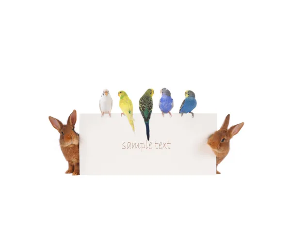 Rabbits and budgies — Stock Photo, Image