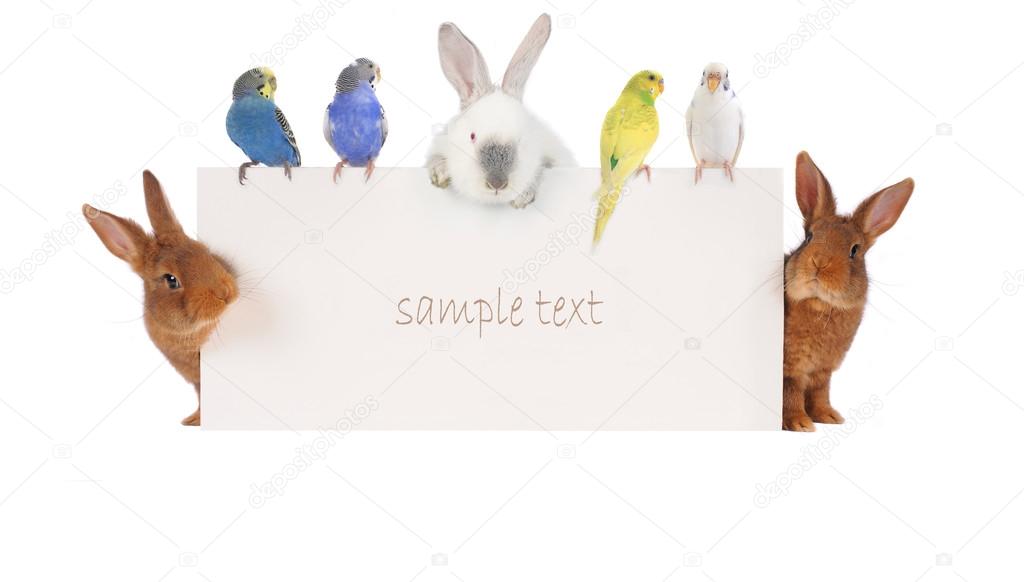 Rabbits and budgies