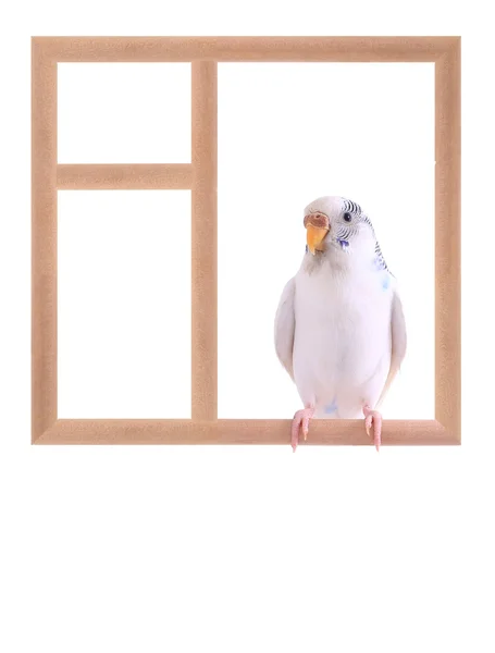 Хвилястий Папужка на вікні — стокове фото