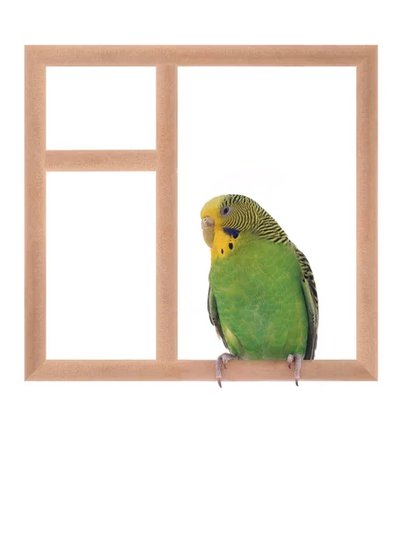Muhabbet kuşu penceresinde — Stok fotoğraf