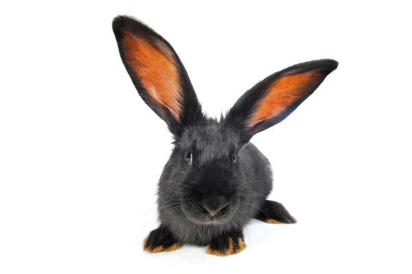 Rabbit — Stock Photo, Image