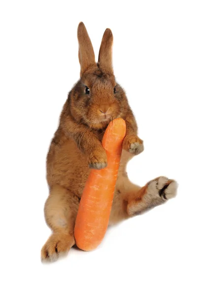 Rabbit with carrot — Stock Photo, Image