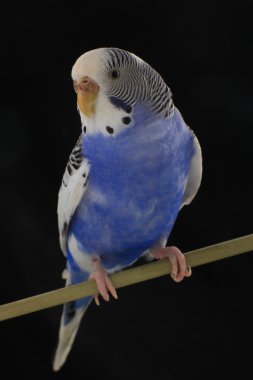 muhabbet kuşu