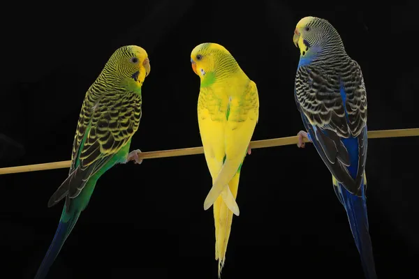 Budgie... — Fotografia de Stock