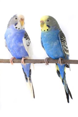 Budgerigars Avustralya parakeets
