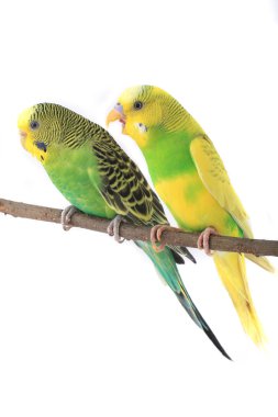 iki budgerigars