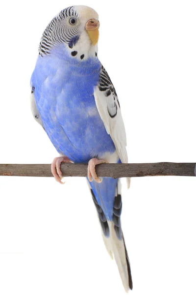 Perruche australienne Budgerigar — Photo