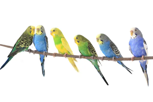 Budgerigars australian parakeets — Stock Photo, Image