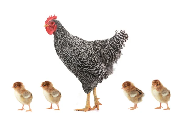 Chicken and cock — Stock Photo, Image