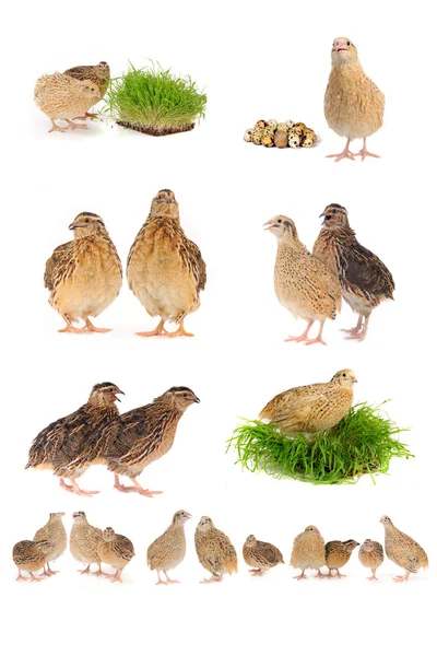 Adult quails — Stock Photo, Image