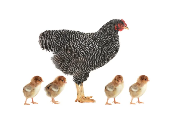 Tavuk ve tavuk — Stok fotoğraf
