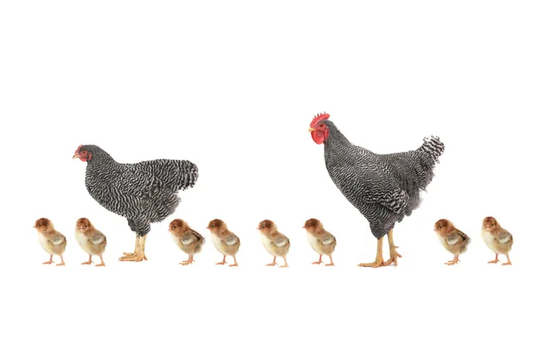 Hens on a white — Stock Photo, Image