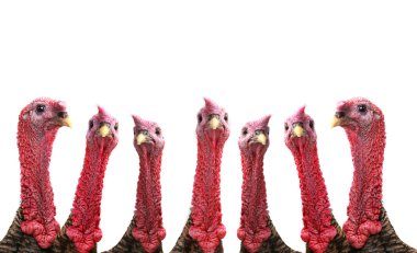 Türkiye'de bir beyaz