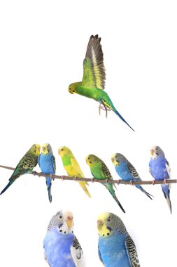 Budgerigars beyaz zemin üzerine