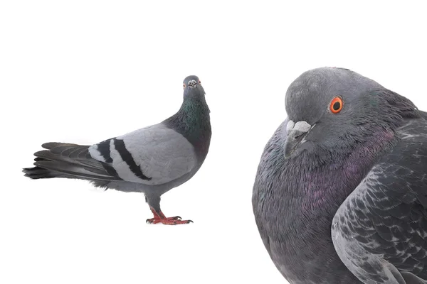 Two grey doves — Stock Photo, Image