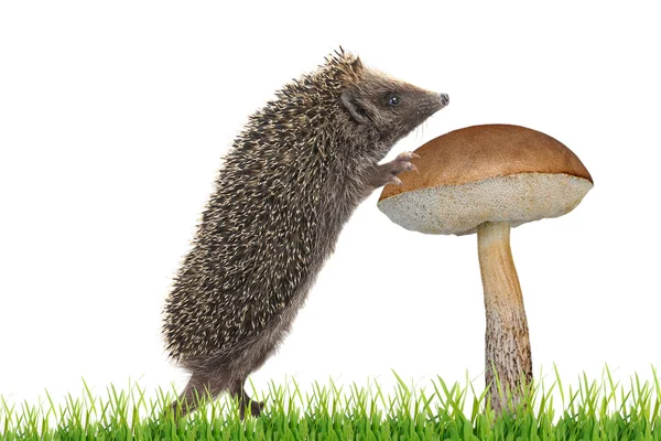Їжак збирає гриби — стокове фото