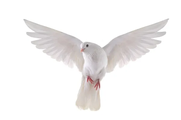 Flying dove — Stock Photo, Image