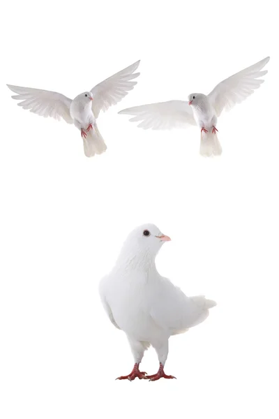 White doves — Stock Photo, Image