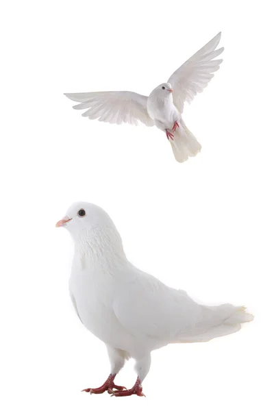 White  doves — Stock Photo, Image