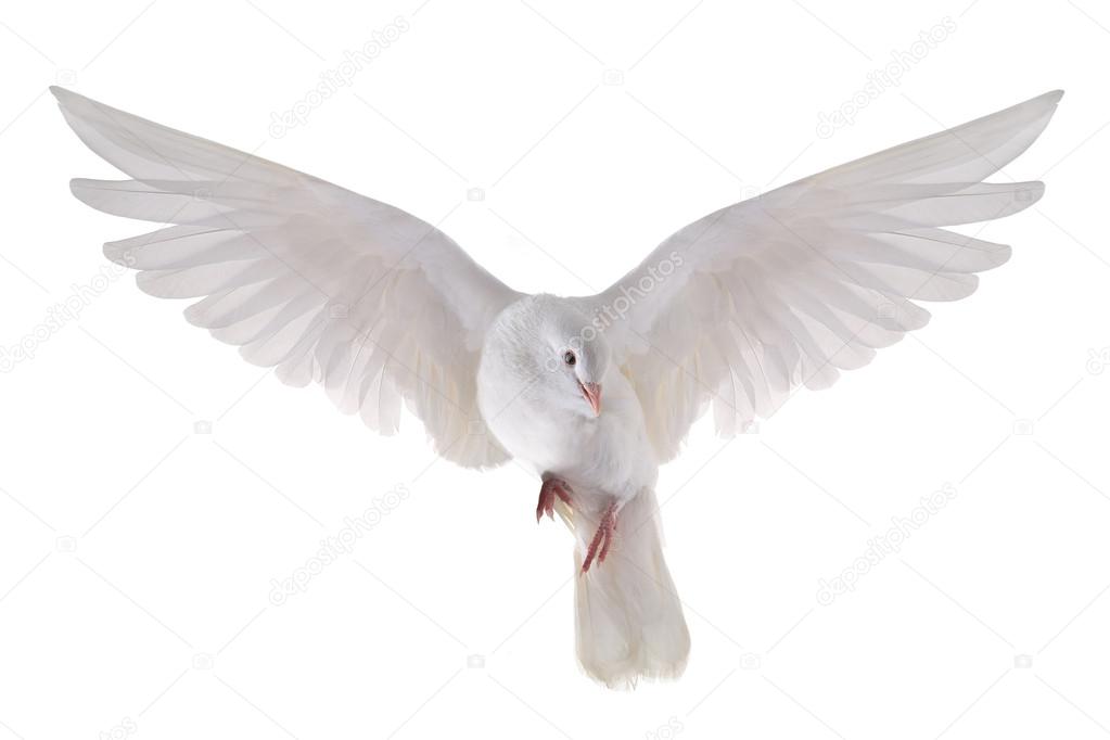Flying Dove Stock Photo C Bazil 43361947