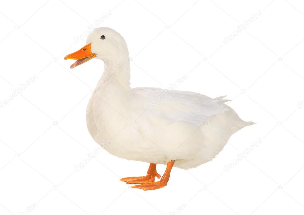 White duck — Stock Photo © bazil 43435635