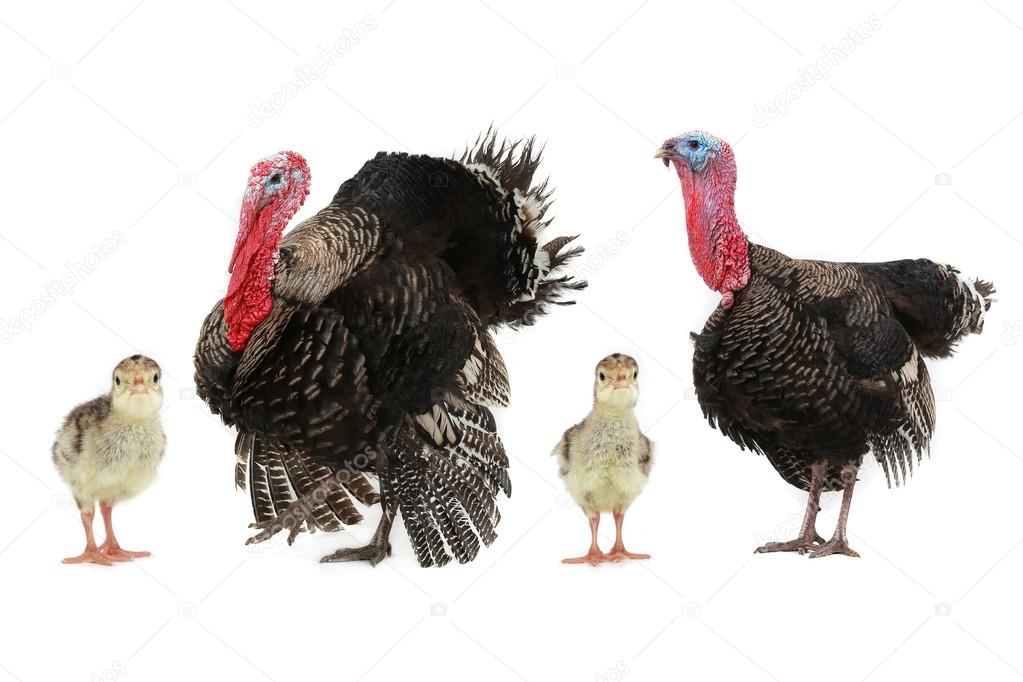 Four turkey