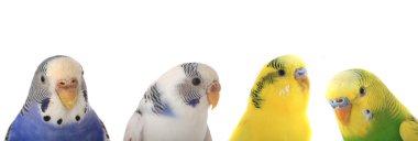 dört budgerigars portresi