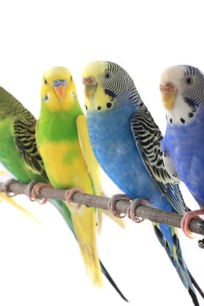 Four budgies on a branch — Stock Photo, Image